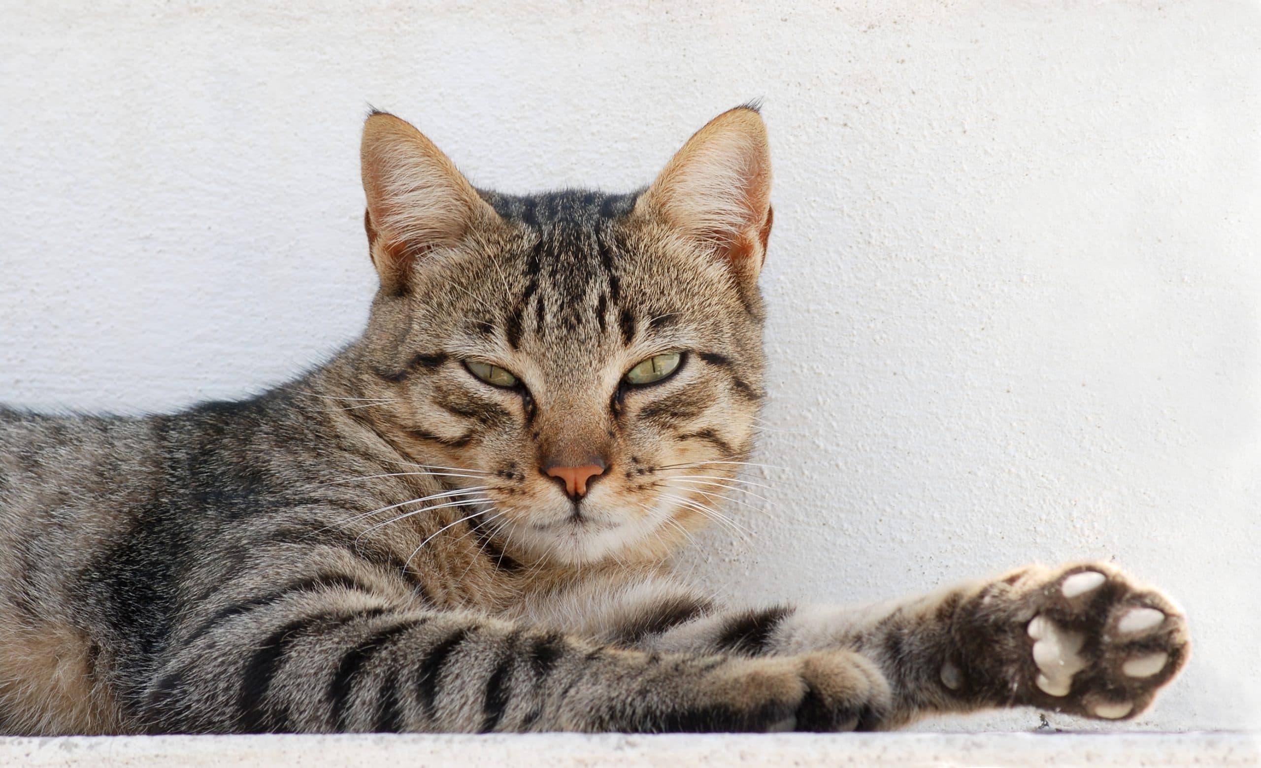 Cat_August_2010-3